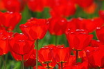 Rote Tulpen