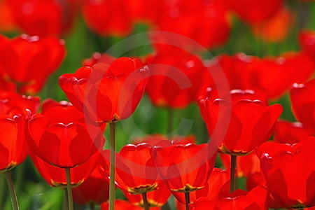 Rote Tulpen