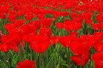 Tulpen rot