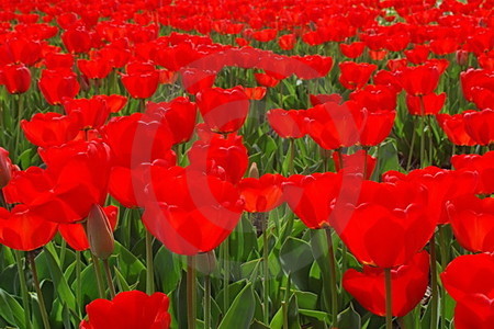 Tulpen rot