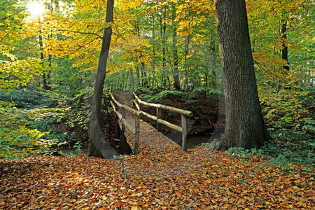 Brücke im Wald