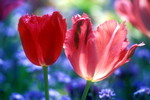 Tulpenblüte auf der Mainau