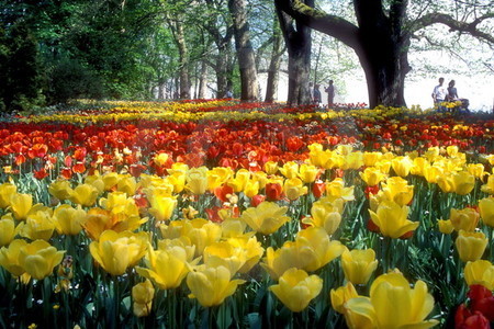 Tulpenblüte auf der Mainau