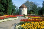 Tulpenblüte auf Mainau