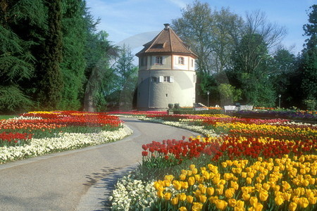 Tulpenblüte auf Mainau