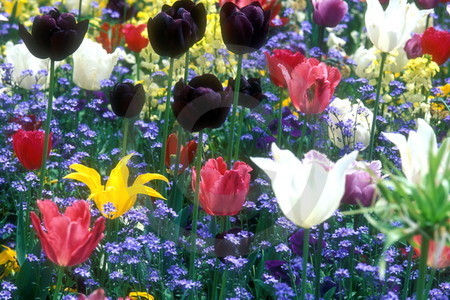 Tulpenblüte auf Mainau