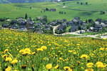 Frühling auf dem Schauinsland