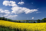 Rapsblüte auf Rügen