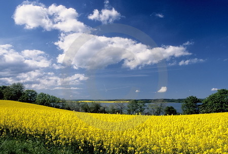 Rapsblüte auf Rügen