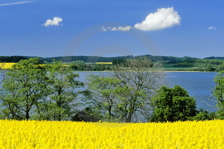 Rapsblüte auf Rügen