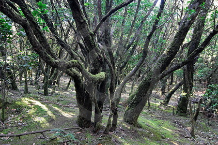 Nationalpark Garajonay