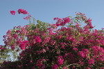 Bugainvillea