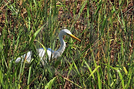 Egret