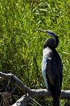 Schlangenhalsvogel