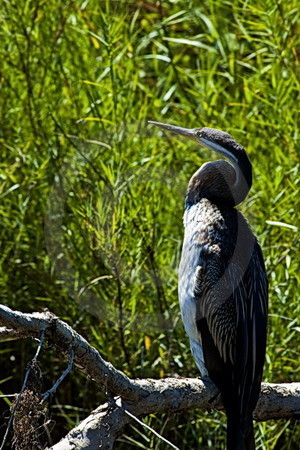 Schlangenhalsvogel