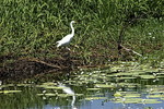 Egret