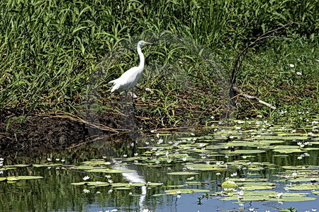 Egret