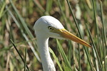 Egret