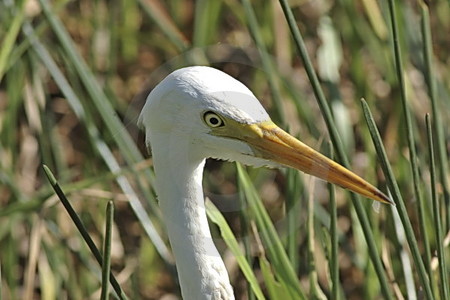 Egret