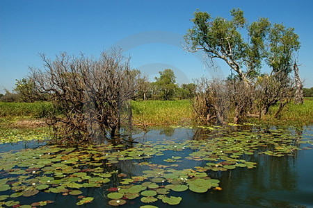 Yellow Water