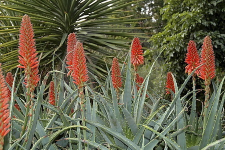 Royal Botanic Gardens