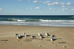 Manly Beach