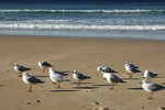 Manly Beach