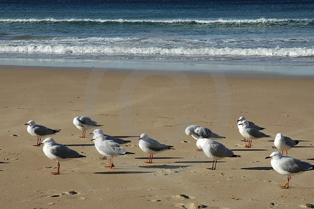 Manly Beach