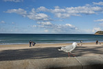 Manly Beach