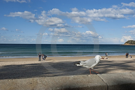 Manly Beach