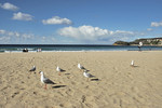 Manly Beach