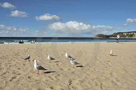 Manly Beach