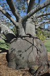 Bottle Tree