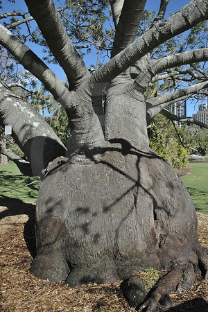 Bottle Tree