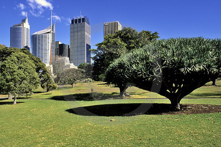 Sydney Skyline