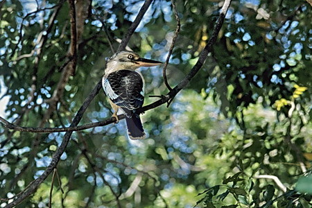 Blauflügel-Kookaburra