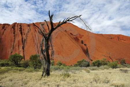 Vegetation am Uluru