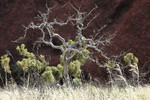 Uluru Rundweg