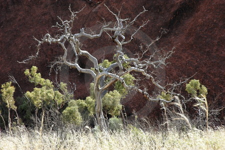 Uluru Rundweg