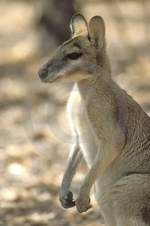 Antilopenkänguru