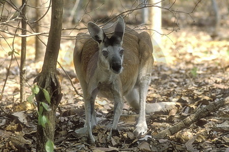 Antilopenkänguru