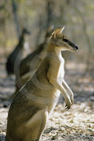 Antilopenkänguru