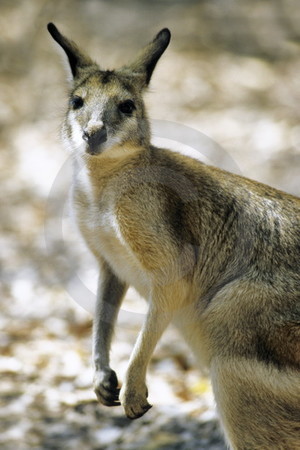 Antilopenkänguru