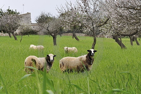 Mandelblüte