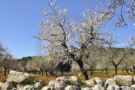 Mandelblüte