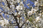 Mandelblüte