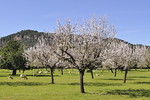 Mandelblüte