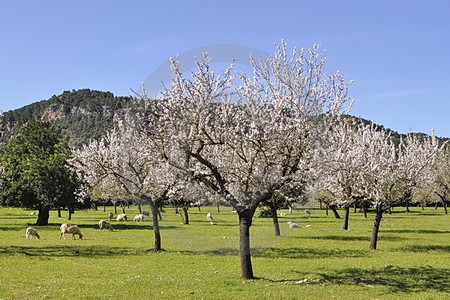 Mandelblüte