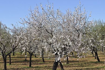 Mandelblüte