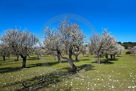 Mandelblüte